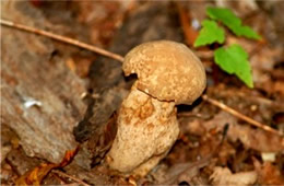 Mushroom