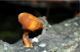 Little Brown Trumpet Mushroom