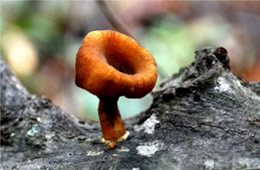 Little Brown Trumpet Mushroom