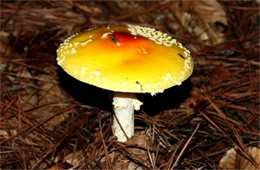 Amanita Mushroom