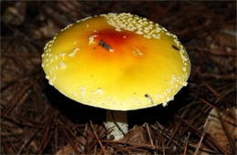 Amanita Mushroom