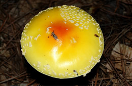 Amanita Mushroom