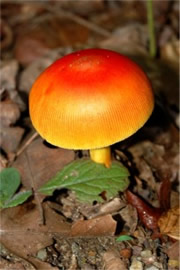 Red and Orange Mushroom
