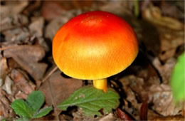 Red and Orange Mushroom