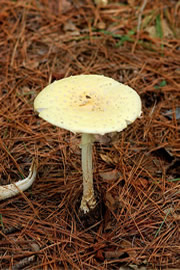 mushroom