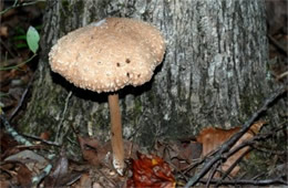 Mushroom