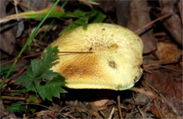 Mushroom