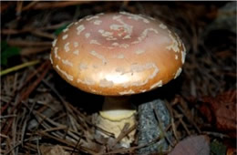 Amanita Mushroom