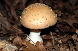 Amanita Mushroom