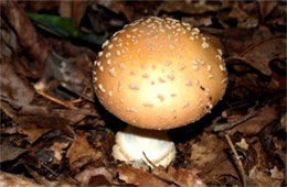 Amanita Mushroom