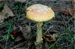 Amanita Mushroom