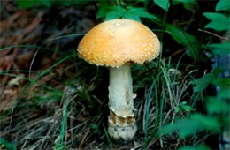 Amanita Mushroom