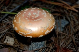 Amanita Mushroom