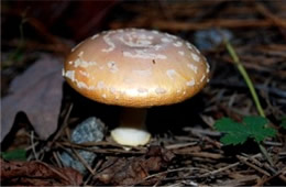 Amanita Mushroom