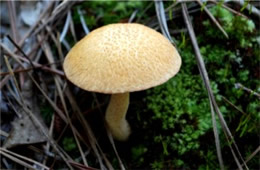 Mushroom