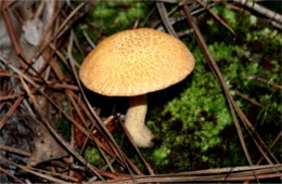 Mushroom