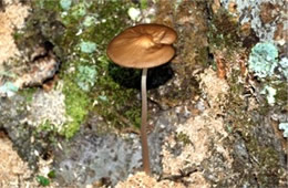 Mushroom