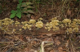 Mushrooms