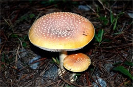 Amanita Mushrooms