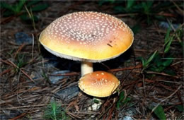 Amanita Mushrooms