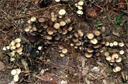 Mushrooms