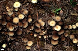 Mushrooms