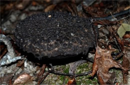 Strobilomyces floccopus - Old Man Mushroom