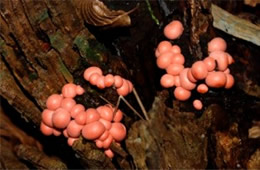 Lycogala epidendrum - Plasmoidal Slime Mold