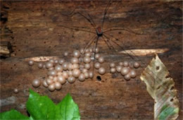 Lycogala epidendrum - Plasmoidal Slime Mold