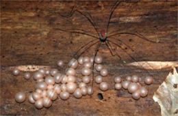 Lycogala epidendrum - Plasmoidal Slime Mold