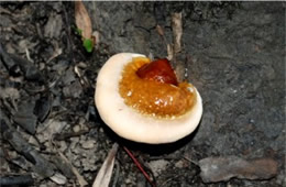 Ganoderma tsugae - Young Polypore Mushroom