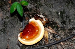 Ganoderma tsugae - Young Polypore Mushroom