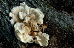 Polypore Mushroom