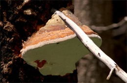 Polypore Mushroom