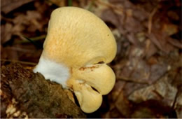 Polypore Mushroom