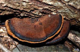 Brown Polypore Mushroom