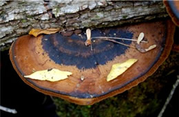 Brown Polypore Mushroom