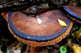 Polypore Mushroom