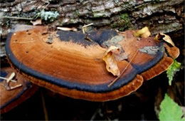 Polypore Mushroom