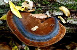 Polypore Mushroom