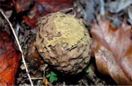 Puffball Mushroom