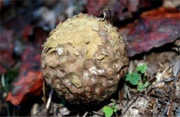 Puffball Mushroom