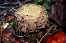 Puffball Mushroom