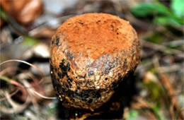 Puffball Mushroom