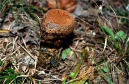 Puffball Mushroom