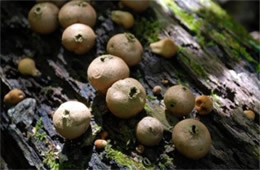 Morganella pyriformis - Puffball Mushrooms