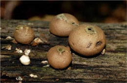 Morganella pyriformis - Puffball Mushrooms