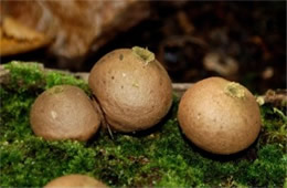 Morganella pyriformis - Puffball Mushrooms