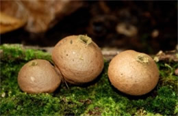 Morganella pyriformis - Puffball Mushrooms