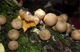 Morganella pyriformis - Puffball Mushrooms